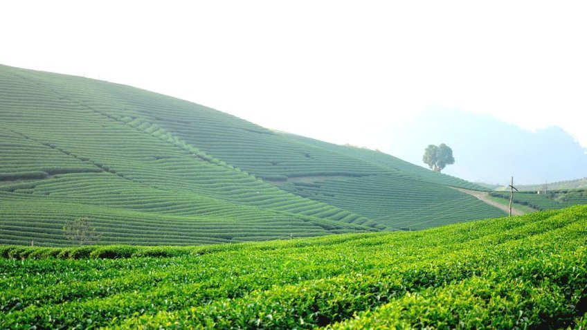 Tour Mộc Châu 2N1Đ: Khám Phá Cao Nguyên